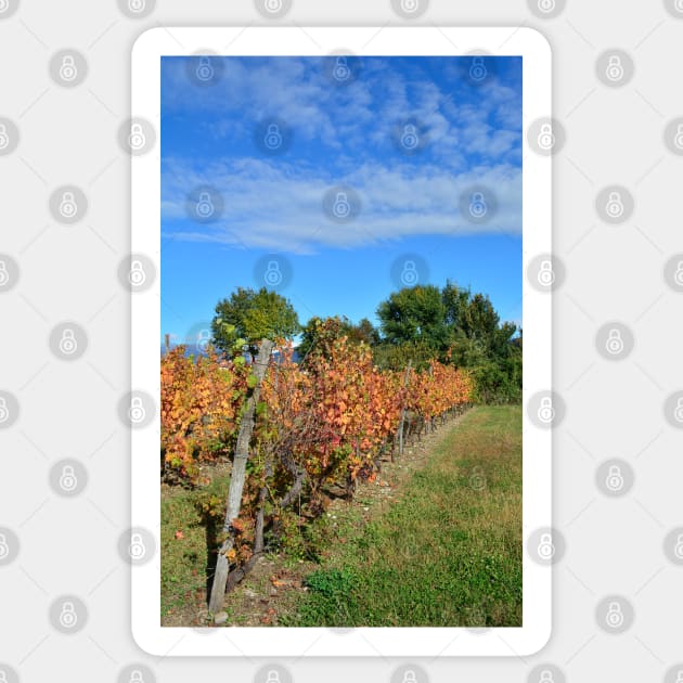 Autumnal Grape Vines Sticker by jojobob